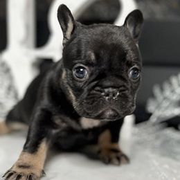 French Bulldogs from Boro Frenchies