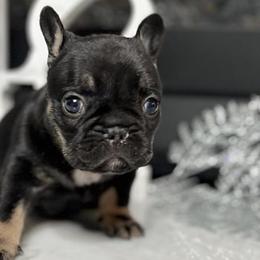 French Bulldogs from Boro Frenchies