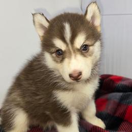 Liberty - Red and white female Siberian Husky puppy in Kansas City, Missouri from Anuun's Huskies