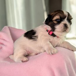 AKC-Everest - Tricolor Shih Tzu puppy in Mooresville, North Carolina from Juji Shih Tzu