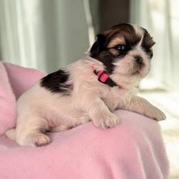 AKC-Everest - Tricolor Shih Tzu puppy in Mooresville, North Carolina from Juji Shih Tzu