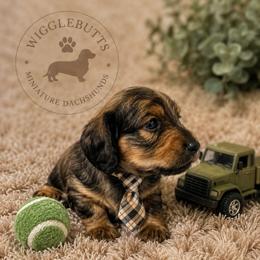 Remi - Chocolate male Dachshund puppy in Queen Creek, Arizona from Wigglebutt Miniature Dachshund Az