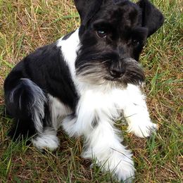 Giant Schnauzers and Miniature Schnauzers from Carson Schnauzers