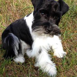 Giant Schnauzers and Miniature Schnauzers from Carson Schnauzers