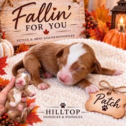 Patch - Red  male Goldendoodle puppy in Cannon County, Tennessee from Hilltop Doodles and Poodles