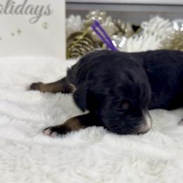 Milk - Phantom female Bernedoodle puppy in Hegins, Pennsylvania from Bubbling Springs Doodles, LLC