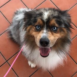 Marley - Blue merle male Miniature American Shepherd puppy in Kamuela On The Big Island, Hawaii from Royal Hawaiian Aussies LLC
