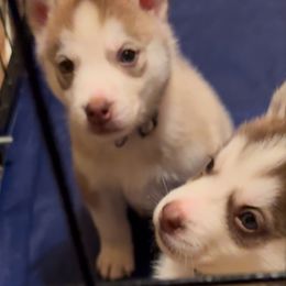 Siberian Husky Puppies from Feazell’s Siberian Huskies