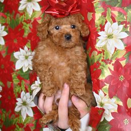 Cavapoo, Cockapoo, and Poodle Puppies from Heavenly Puppies to Love