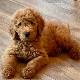 Orange - Red  male Goldendoodle puppy in Indian Trail, North Carolina from Castleberry Doodles and Poodles