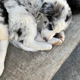 Border Collie Puppies from Roaring River Border Collies