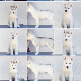 Siberian Husky puppies from Sassenach Siberians