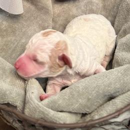 Janie - Parti female Labradoodle puppy in Bruceton Mills, West Virginia from Adonai Ra'ah Farms