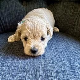 Boy-Blue - Champagne male Maltipoo puppy in Ashville, Alabama from LMC Pups
