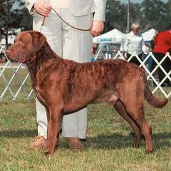 Chesapeake Bay Retrievers from Claddagh Farm Chesapeakes