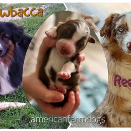 Solo - Red tri-color male Australian Shepherd puppy in Niles, Michigan from Tara's Australian Shepherds