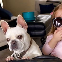 French Bulldogs from L.A. French Paws
