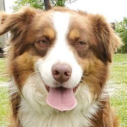 Australian Shepherds from Bar-F Kennels