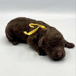 Butter - Chocolate male Goldendoodle puppy in Pulaski, Tennessee from Doodle My Heart