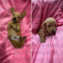 Red boy - Red male Dachshund puppy in Tracy, California from JnA Dachshunds