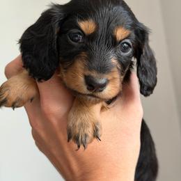 Violet - Black and tan female Dachshund puppy in Nashport, Ohio from Kw's Doxies