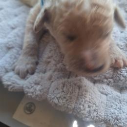 Tony - Apricot male Poodle puppy in Lookout, California from Rossiter Poodles