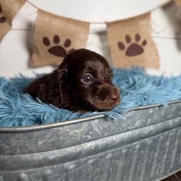 Preslee - Chocolate female Dachshund puppy in New Albany, Mississippi from Double A. Doxies