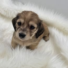 Lilli - Cream female Dachshund puppy in Sumrall, Mississippi from Huckleberry Tails