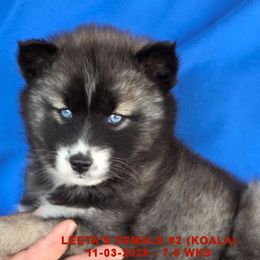 LEETA'S FEMALE 2 - Black and white female Siberian Husky puppy in Manilla, Iowa from Bruck's Siberian Huskies