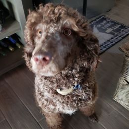 Robbie - Labradoodle