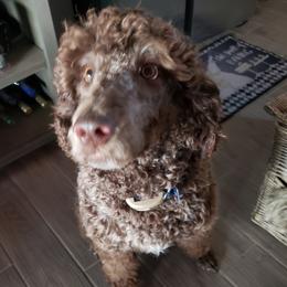 Robbie - Labradoodle