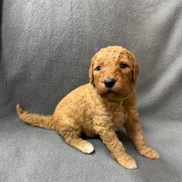 Green - Apricot male Goldendoodle puppy in Rockford, Ohio from 419 Goldendoodles