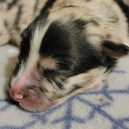 Australian Shepherd Puppies from Summit Australian Shepherds