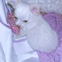 Chihuahua Puppies from Petite Pups LLC