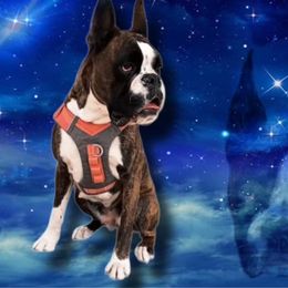 Boxer All Grown Up from Rorschach Boxers