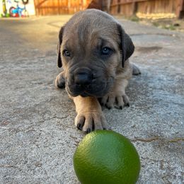 Lotus - Gray brindle male Cane Corso puppy in Elk Grove, California from DiamondBabyCorso