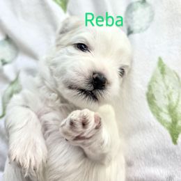 Reba - Cream Shichon puppy in Ronda, North Carolina from Willow River