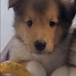 Kevin - Sable male Collie puppy in Mattoon, Illinois from Gold Leaf Collies