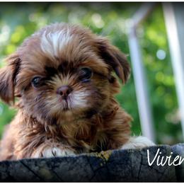 Vivienne - Chocolate female Shih Tzu puppy in Warren, Michigan from Danielle's Yorkie Babies