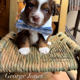 George Jones - Red tri male Toy Australian Shepherd puppy in Kenedy, Texas from C&W Signature Canine Co.