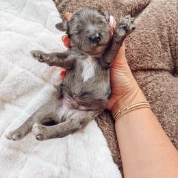 Rocky - Merle male Cavapoo puppy in Virginia Beach, Virginia from Son Kissed Puppy Co