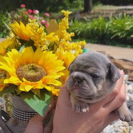 French Bulldog Puppies from Zoomie Time Frenchies