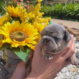 French Bulldog Puppies from Zoomie Time Frenchies