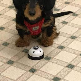 Dachshund Puppies from I DREAM OF DACHSHUNDS