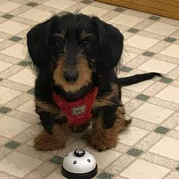 Dachshund Puppies from I DREAM OF DACHSHUNDS