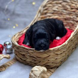 Rigatoni - Black female Goldendoodle puppy in Williamson, New York from Lakeside Doodles