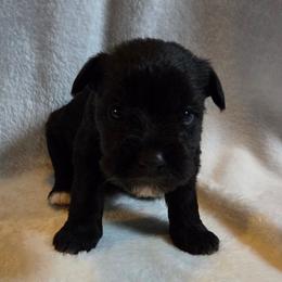 Lois - Black female Miniature Schnauzer puppy in Elgin, Iowa from Firefly Stables