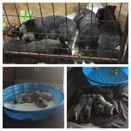 Australian Cattle Dog Puppies from Alpine Creek Ranch L.L.C.