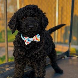 Benji - Black male Pyredoodle puppy in Willacoochee, Georgia from Kitandkboodle's Doodles