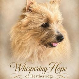 Janey - Cairn Terrier